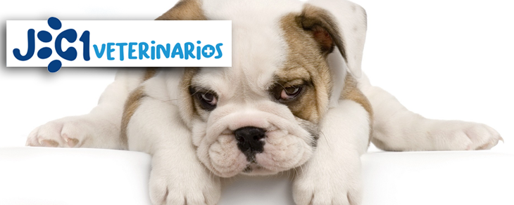 enfermedades en perros jc1 veterianrios Murcia