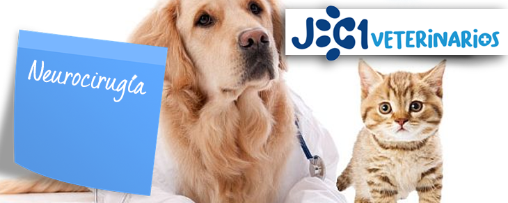 Neurocirugía veterinaria en Murcia - Jc1 Veterinarios