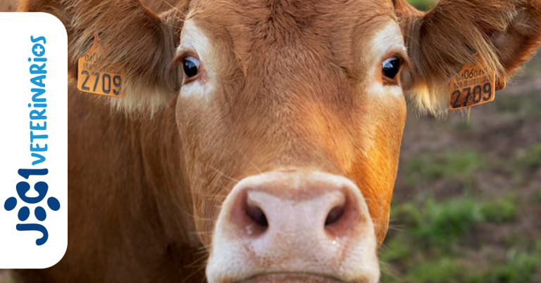 Aftosa en bovinos jc1 Veterinarios - Murcia