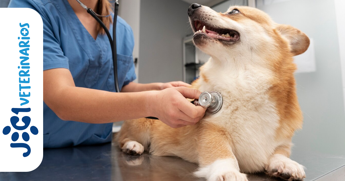 Ansiedad por Separación en Perros jc1 Veterinarios Murcia Ansiedad por Separación en Perros jc1 Veterinarios Murcia