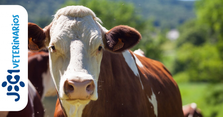 Anthrax en Bovinos jc1 Veterinarios - Murcia