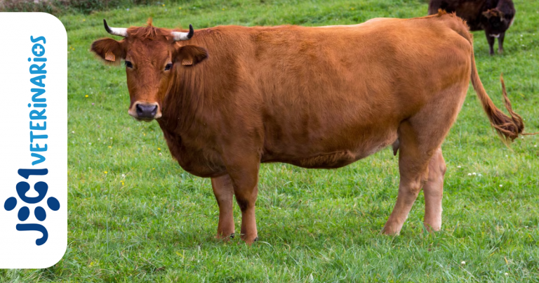 Artropatía degenerante Veterinarios - Murcia