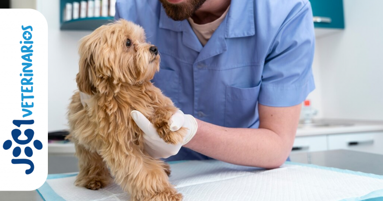Ataques de Pánico en Perros jc1 Veterinarios Murcia