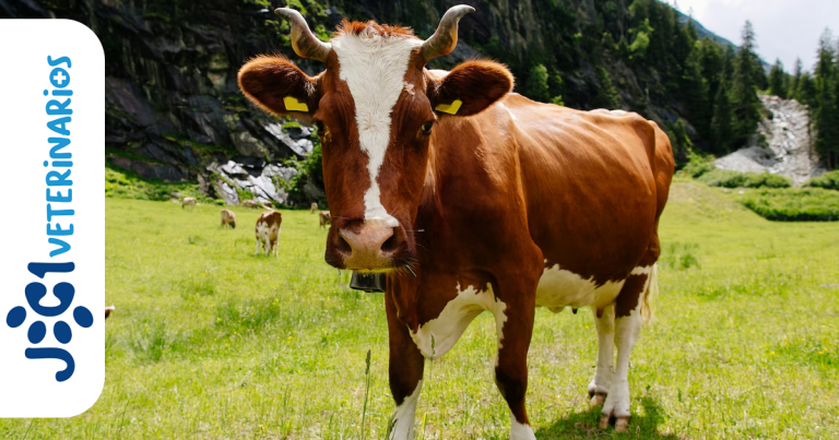 Botulismo Bovino jc1 Veterinarios - Murcia