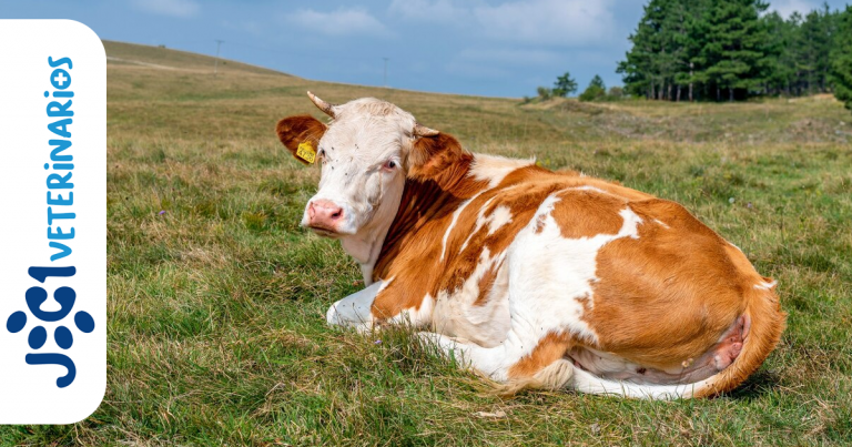 Edema maligno en bovinos jc1 Veterinarios - Murcia