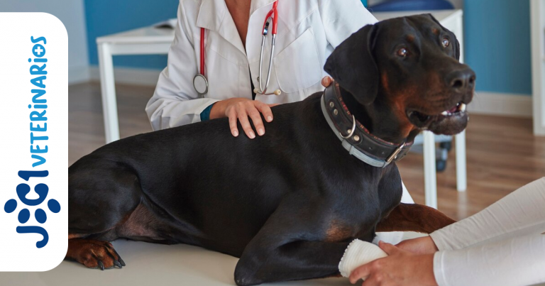 El Alzheimer en Perros jc1 Veterinarios Murcia