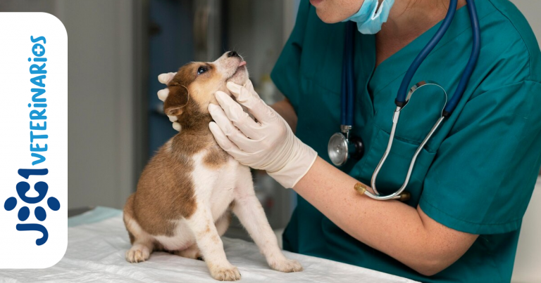 El Moquillo en Perros jc1 Veterinarios Murcia