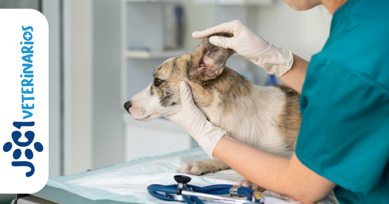 El gusano del Corazón jc1 Veterinarios Murcia