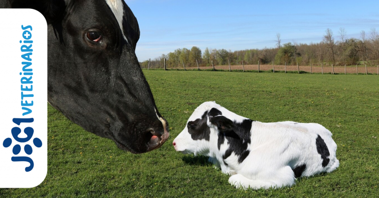 Encefalomielitis bovina esporádica jc1 Veterinarios - Murcia