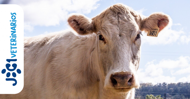 Estomatitis bovina jc1 Veterinarios - Murcia