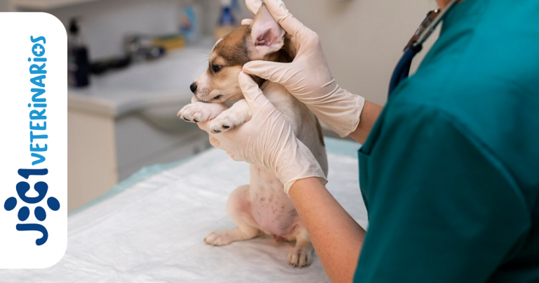 La Gastritis en los perros jc1 Veterinarios Murcia