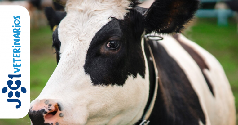 Leptospirosis bovina jc1 Veterinarios - Murcia