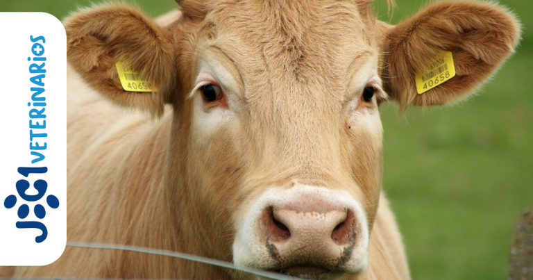 Leucosis bovina Veterinarios - Murcia