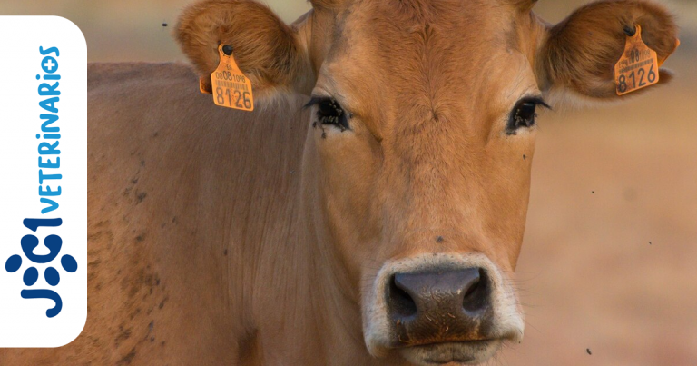 Paresis puerperal jc1 Veterinarios - Murcia