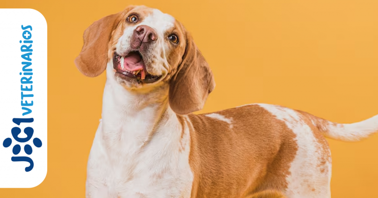 Pododermatitis Canina jc1 Veterinarios - Murcia
