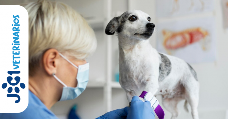 Qué es un Soplo en Perros jc1 Veterinarios Murcia