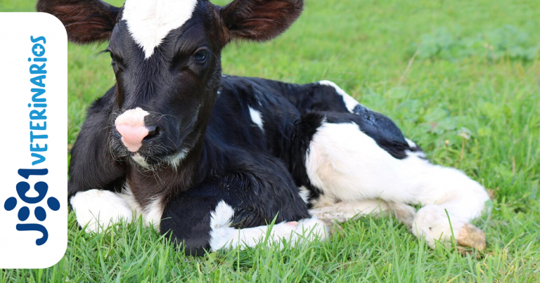 Salmonelosis bovina jc1 Veterinarios - Murcia