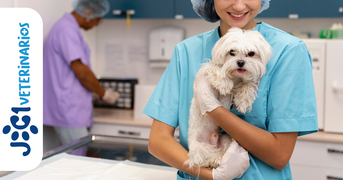Síndrome Cervical jc1 Veterinarios Murcia Síndrome Cervical jc1 Veterinarios Murcia