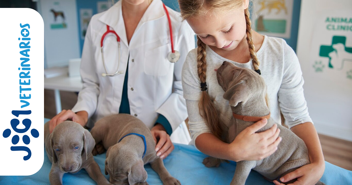 Síndrome Pontinomedular jc1 Veterinarios Murcia Síndrome Pontinomedular jc1 Veterinarios Murcia