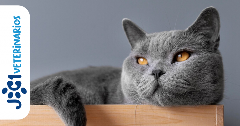 artrosis felina jc1 Veterinarios - Murcia