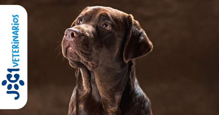 ceguera en perros jc1 Veterinarios - Murcia