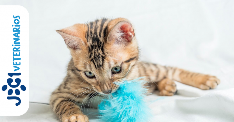 enfermedades dentales felina jc1 Veterinarios - Murcia