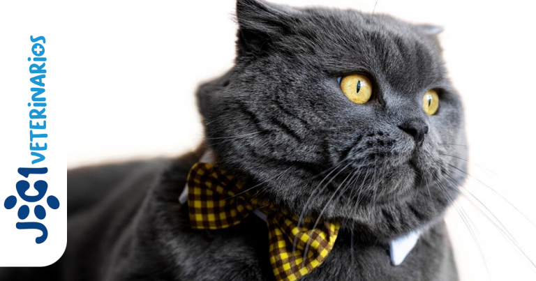 enfermedades oculares felina jc1 Veterinarios - Murcia