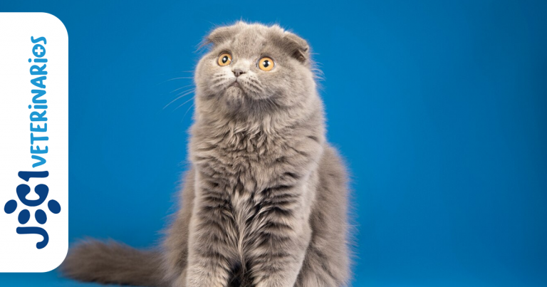 leucemia felina jc1 Veterinarios - Murcia