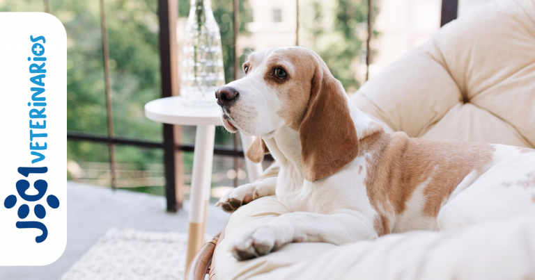 los parásitos perros jc1 Veterinarios Murcia