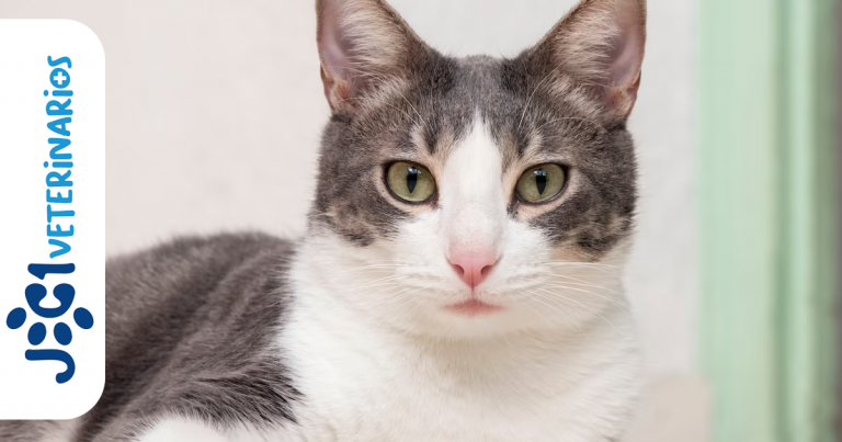 otitis externa felina jc1 Veterinarios - Murcia