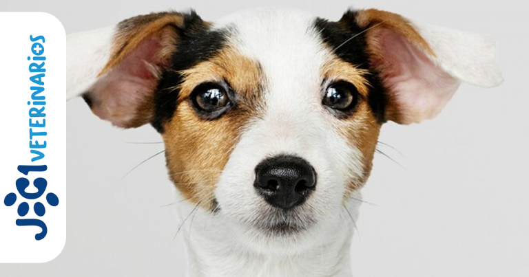parvovirosis canina jc1 Veterinarios - Murcia