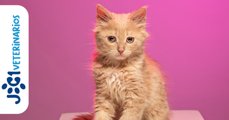 rabia felina jc1 Veterinarios - Murcia