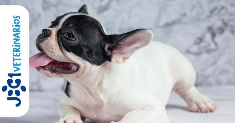 sarna en perros jc1 Veterinarios Murcia